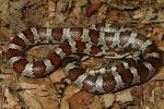 Eastern Milk Snake From Taylor County, KY August 2014.