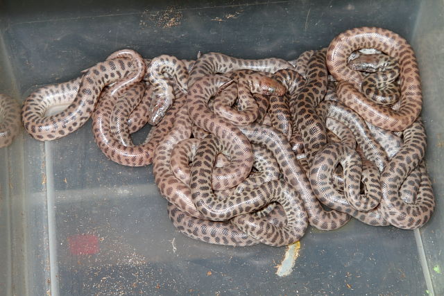 Childrens Python Clutch Hatched 1 September 2014.