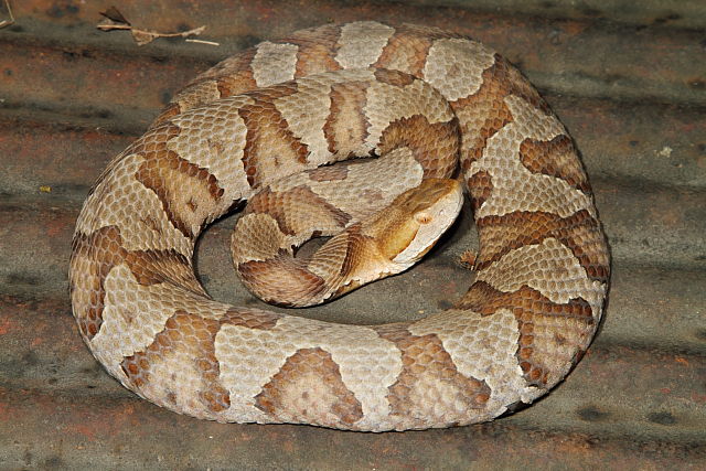 Copperhead From Bullitt County, KY September 2014.