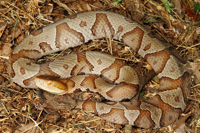 Copperhead From Bullitt County, KY September 2014.