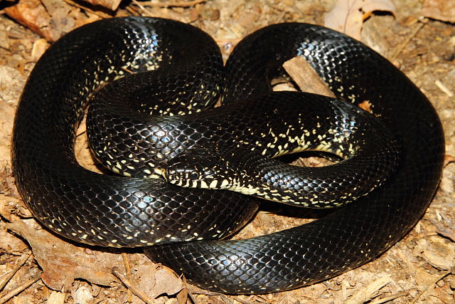 Black Kingsnake Edmonson September 2014.