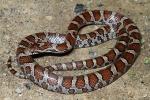 Eastern Milk Snake From Harlan County, KY 2014.