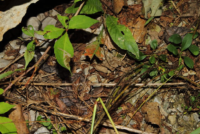 A Litter of 5 Copperheads In-Situ 2014.