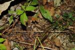 A Litter of 5 Copperheads In-Situ 2014.