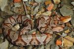 A Copperhead From Big Black Mountain 2014.