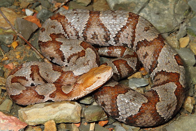 A Copperhead From Big Black Mountain 2014.