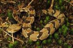 Timber Rattlesnake From Little Black Mountain 2014.