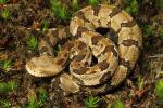 Timber Rattlesnake From Little Black Mountain 2014.