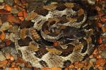 Timber Rattlesnake From Big Black Mountain 2014.