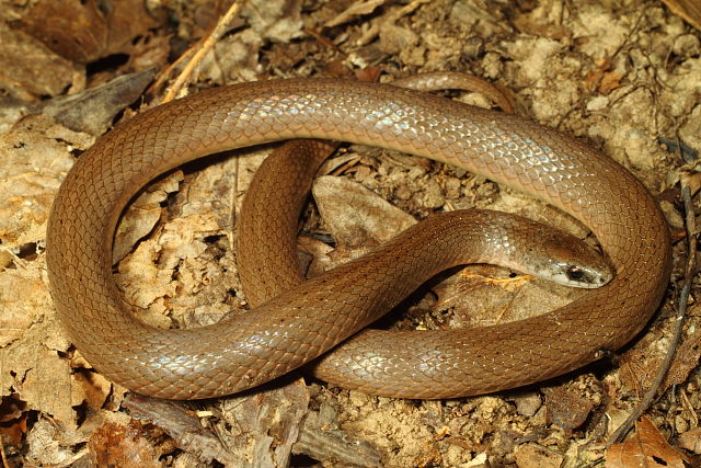 Calloway County, KY Earth Snake September 2014.