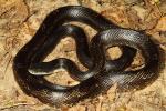 Rat Snake From Hickman County, KY September 2014.