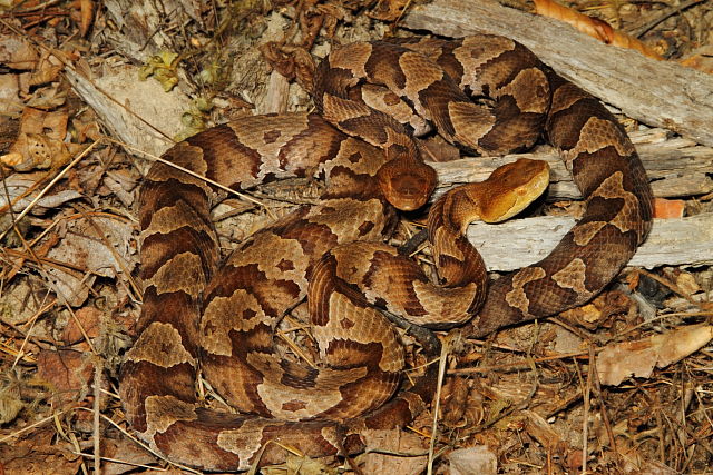 In-Situ Copperheads From Casey County, KY September 2014.