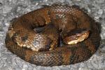 Western Cottonmouth Found In Graves County, KY September 2014.