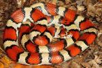 Red Milk Snake From Carlisle County, KY 2014.