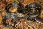 Rat Snake Edmonson County, KY 2014.