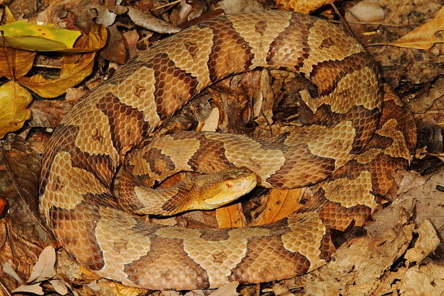 Copperhead Edmonson County, KY 2014.