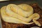 Lavender Albino Breeder Female October 2014.