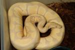 Lavender Albino Breeder Male October 2014.