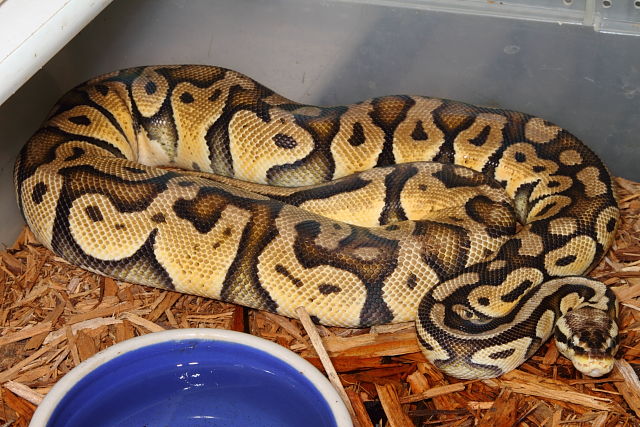 Female Super Pastel Breeder October 2014.