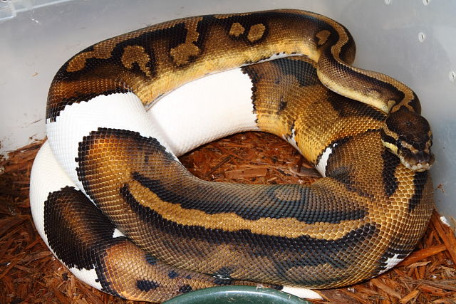 Pied Female Yearling October 2014.