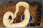 Male Albino Super Banded Breeding Female Banded 100% Het Albino November 2014. 