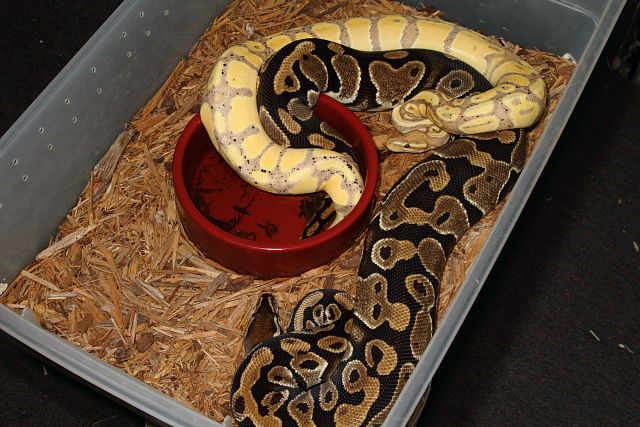 Male Coral Glow 100% Het Pied Breeding Female 100% Het Pied November 2014.