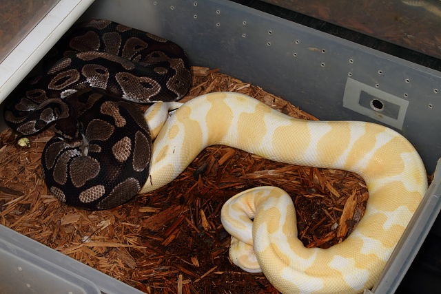 Axanthic Banded Breeds Albino Super Banded. Both Are From Paradox-Producing Lines. November 2014.