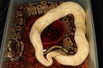 Male Lavender Albino Breeds Female Het Lavender Albino 8 December 2014. Male is about to shed but bred anyway!