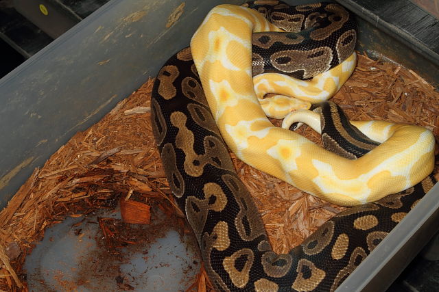 Male Super Banded Albino Breeds Female Het Albino 8 December 2014.