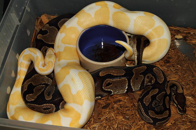 Male Banded Albino Breeds Banded Het Albino November 2014.