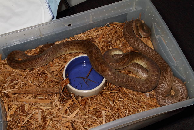 Children's Pythons Breeding 29 December 2014.