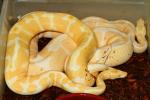 Banded Albino Breeds Banded Albino 29 December 2014.