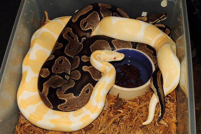 Banded Albino Breeds Banded Het Albino 29 December 2014.