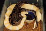 Banded Albino Breeds Banded Het Albino 29 December 2014.