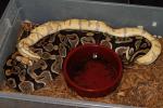 Coral Glow Het Pied Breeds Het Pied 29 December 2014.