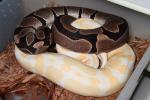 Super Genetic Banded Het Albino Breeds Banded Albino 29 December 2014. Paradox-Producing Line.