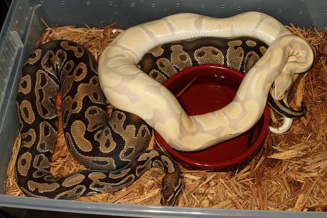 Lavender Albino X 100% Het Lavender Albino 2 January 2015.