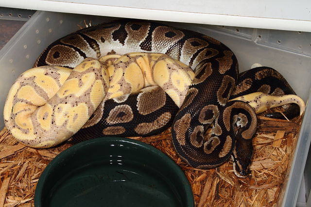 Coral Glow Het Pied Breeds Normal 4 January 2015.