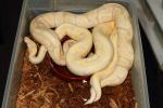 Lavender Albino X Lavender Albino 5 January 2015.