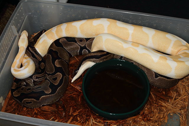 Super Banded Albino Breeding Banded 100% Het Albino 5 January 2015. Both snakes from Paradox Albino Producing Bloodline.