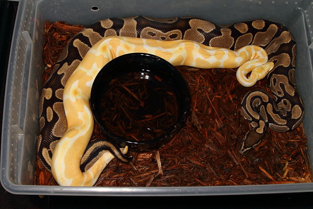 Super Banded Albino Breeding Banded 100% Het Albino 5 January 2015. Both snakes from Paradox Albino Producing Bloodline.