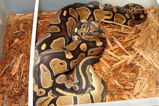 Banded Double Het Albino Pied Breeds Banded Double Het Albino Pied 11 February 2015. Both Snakes From Paradox Albino Producing L