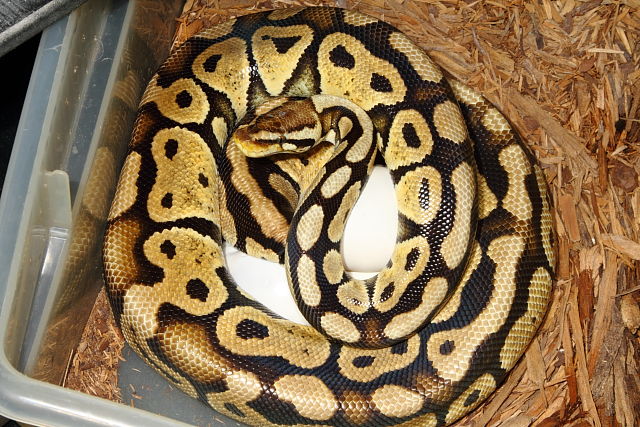 Ball Python Clutch #315 Laid 4 April 2015. Pastel X Pied.