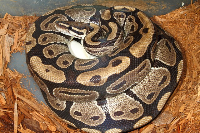 Ball Python Clutch #215 Laid 1 April 2015. Super Banded Albino X Het Albino.