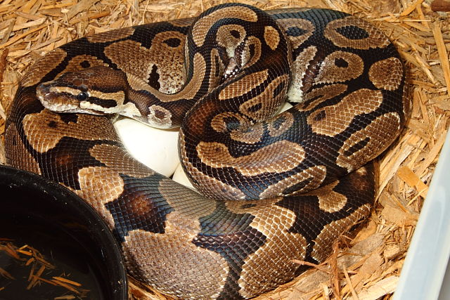 Banded Albino X Het Albino Clutch #415 Laid 4 April 2015. 