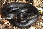 Grayson County Black Kingsnake April 2015.