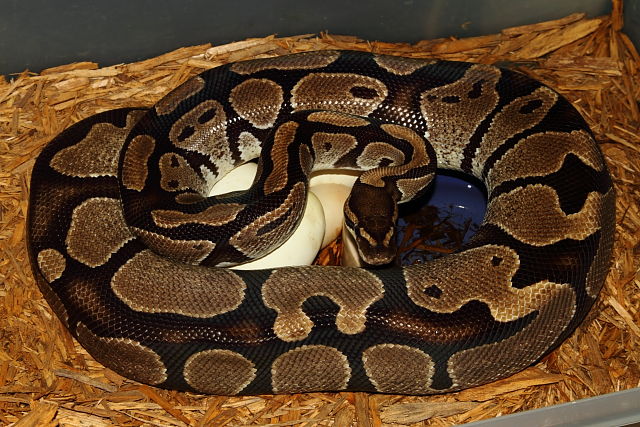 Ball Python Clutch #615 Lavender Albino Super Banded X Banded Het Albino Laid 13 April 2015.