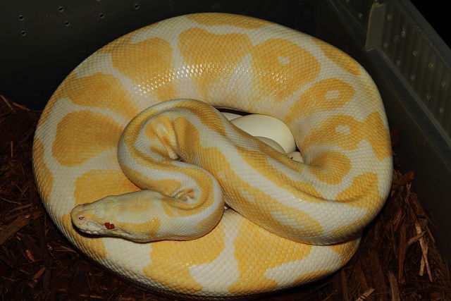 Ball Python Clutch #715. Albino Super Banded X Albino Super Banded Laid 19 April 2015.