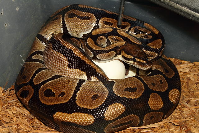 Ball Python Clutch #815. Albino Super Banded X Het Albino Laid 19 April 2015.