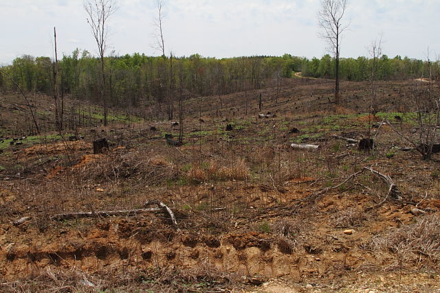 Forest Destruction In Trigg County, KY 2015.